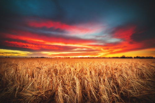 ifttt 500px sunset dusk burning sky cloudscape cloudy worms germany rhinelandpalatinate europe rural wheat crop corn grain cereal plant colorful dramatic red orange golden sunlight