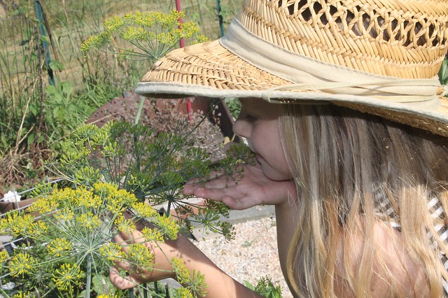 discovering caterpillars on dill