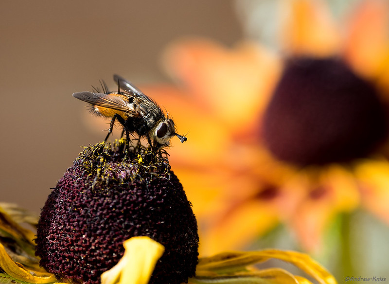 Fly on a yellow cone flower