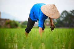 Farmer weeding her rice field