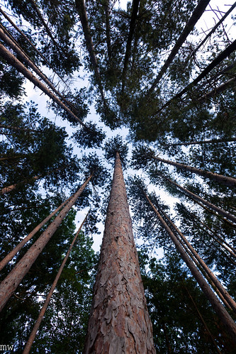 redpine pine tree wideangle hammockview 6d 1740mm newengland massachusetts