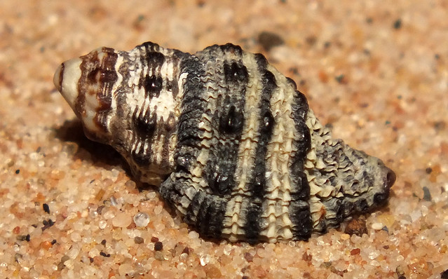 Shouldered castor bean snail (Drupella margariticola)