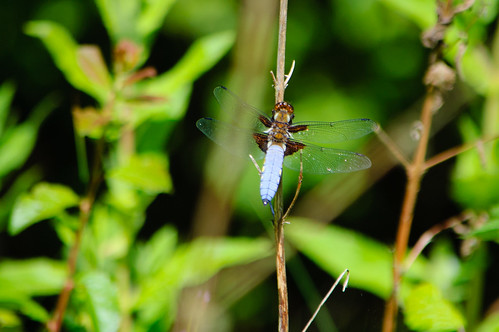 Male broad-bodied chaser, Baggeridge Country Park