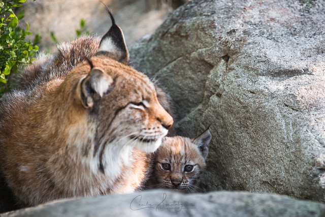 Lynx cub and her mother