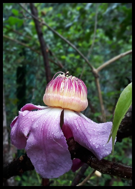 The rare but ever flowering Gustavia insignis at Byculla