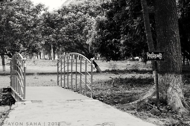 © Ayon Saha  #Kushtia #Bangladesh #outdoors #tree #ayonsaha #ayonsahaphotography #monochrome #nature #shadow #landscape #grass #flora #road #park #blacknwhite #black&white #b&w