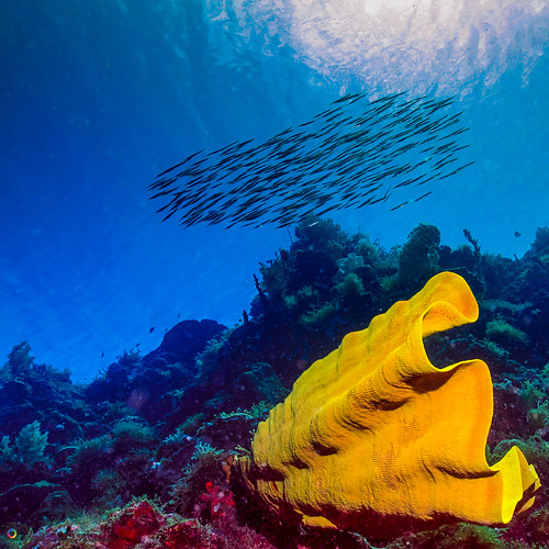 wall cabilao scuba scubadiving underwaterphotography uw under water philippines canon bohol coral fish tropical tropic