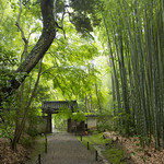 Jizo-in 地蔵院