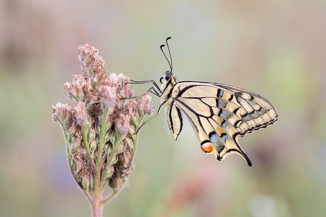 Schwalbenschwanz - Papilio machaon-3889