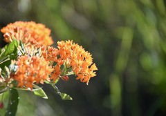 Orange butterfly weed