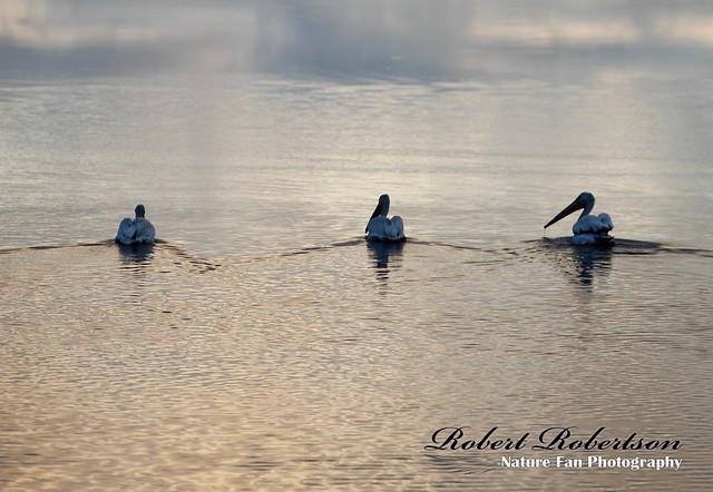 White Pelicans in the morning light