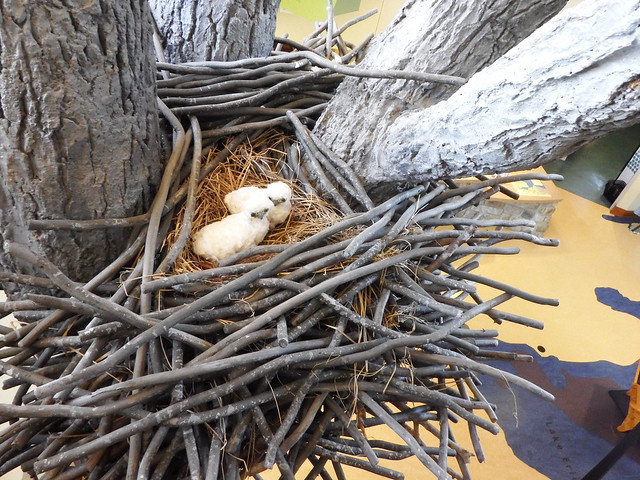 Ottawa NWR - Baby Bald Eagle and nest display