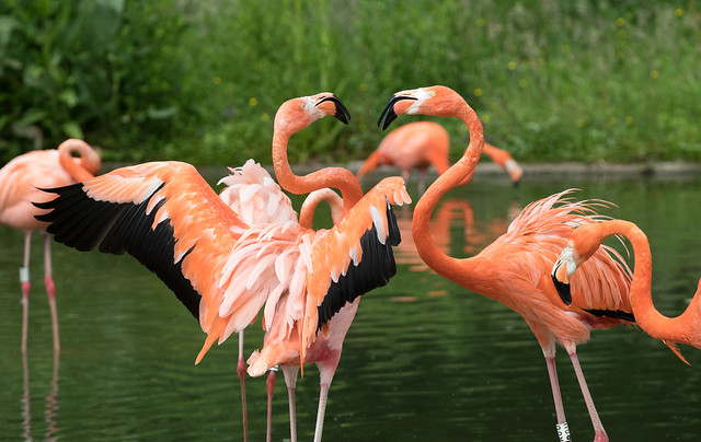 Flamingo Dynamics