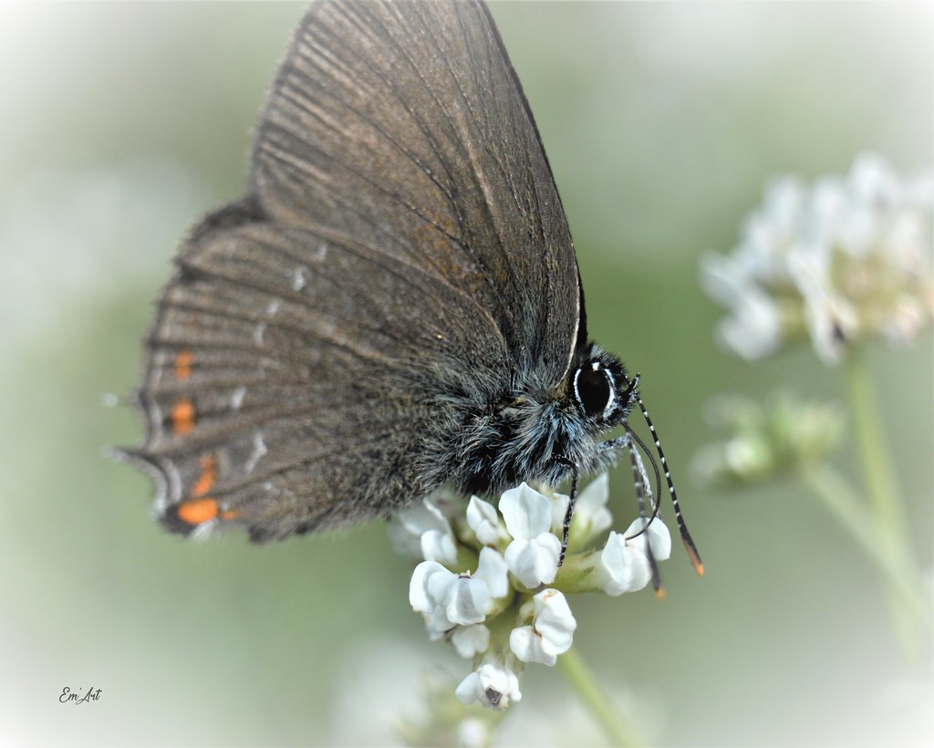 Testeur de nectar - Nectar tasting