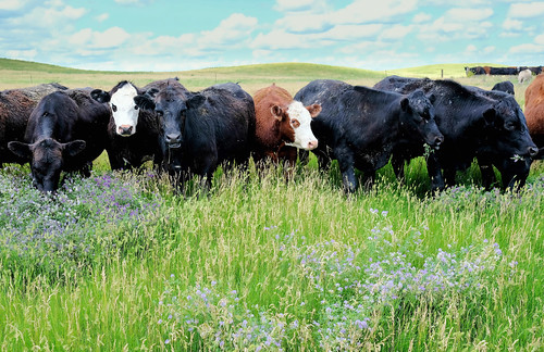 grazing cattle southdakota grassland steers ranch rockhillsranch prairie cow selby unitedstates us dscf8386