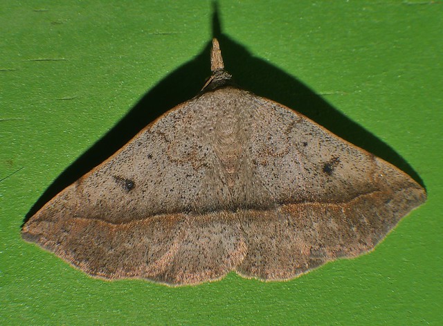 Lloooonnngg nose moth P1360896