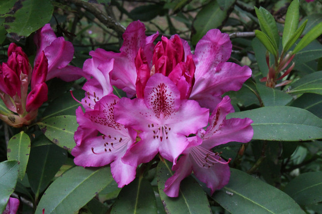 Rhododendron 'Etoile de Sleidinge' - BG Meise