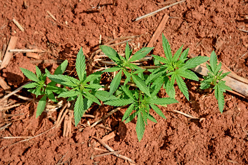Industrial hemp growing at the Piedmont Research Station outside Salisbury.