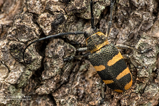 Longhorn beetle (Pycnopsis brachyptera) - DSC_2678
