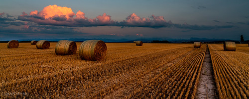 soir été summer paille champs fields campagne moissons blé agriculture broye fribourg fribourgoise paysage landscape coucher de soleil sunset sony a7r2 a7rii 24105 alpha