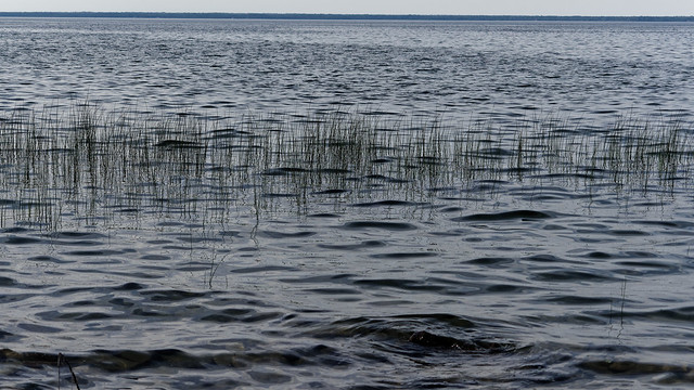 Reeds, Duncan Bay