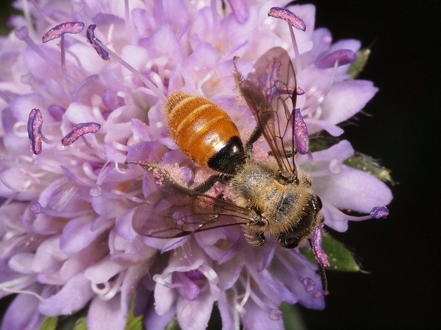 Andrena (Margandrena) marginata f