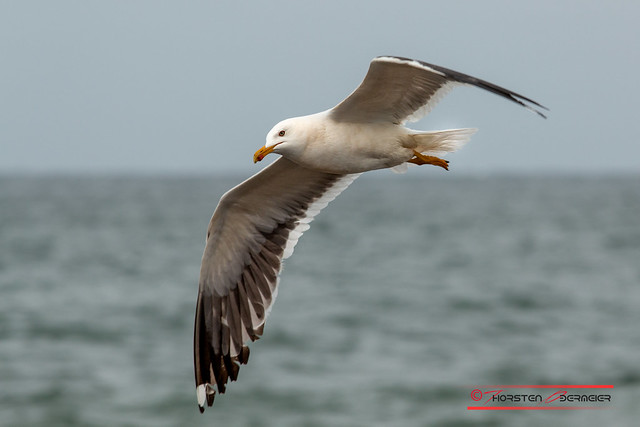 Seagull on Helgoland