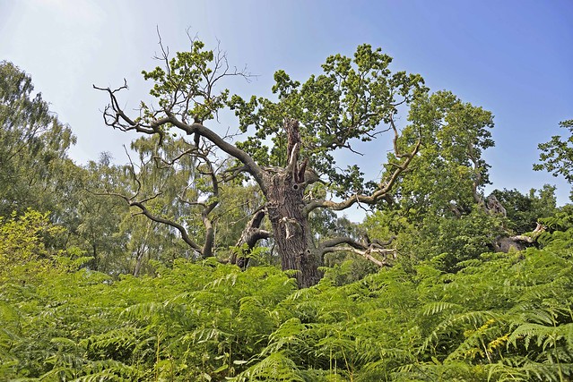 Sherwood Forest , Nottinghamshire , England , UK.