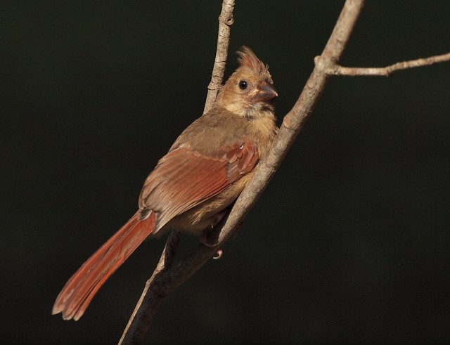 Red Cardinal (female).