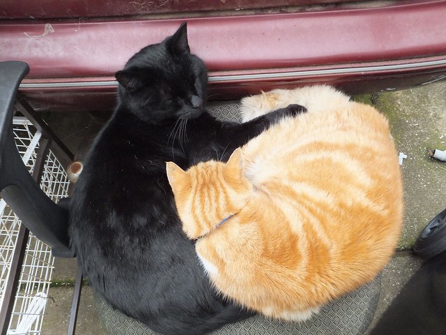 Monty & Tigger on the chair.