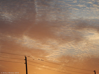 Pigeons at Sunrise