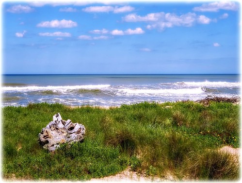 marinelandbeach marineladflorida beach graas flowers waves ocean atlanticocean coast coastal coastline shore shoreline seashore sea water bluesky clouds landscape driftwood