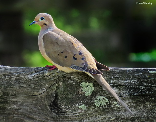 Mourning Dove 9245