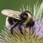 Wald-Kuckuckshummel (Forest Cuckoo Bee, Bombus sylvestris)