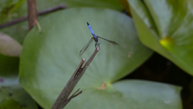 dragonfly-blue