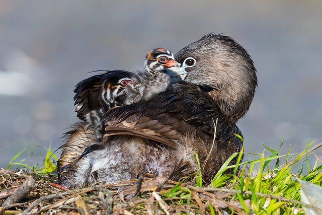 Pied-billed Grebe and its chicks (X85_7955-1)