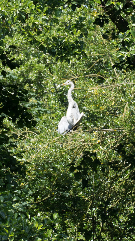 Heron high in tree, sunbathing, West Park