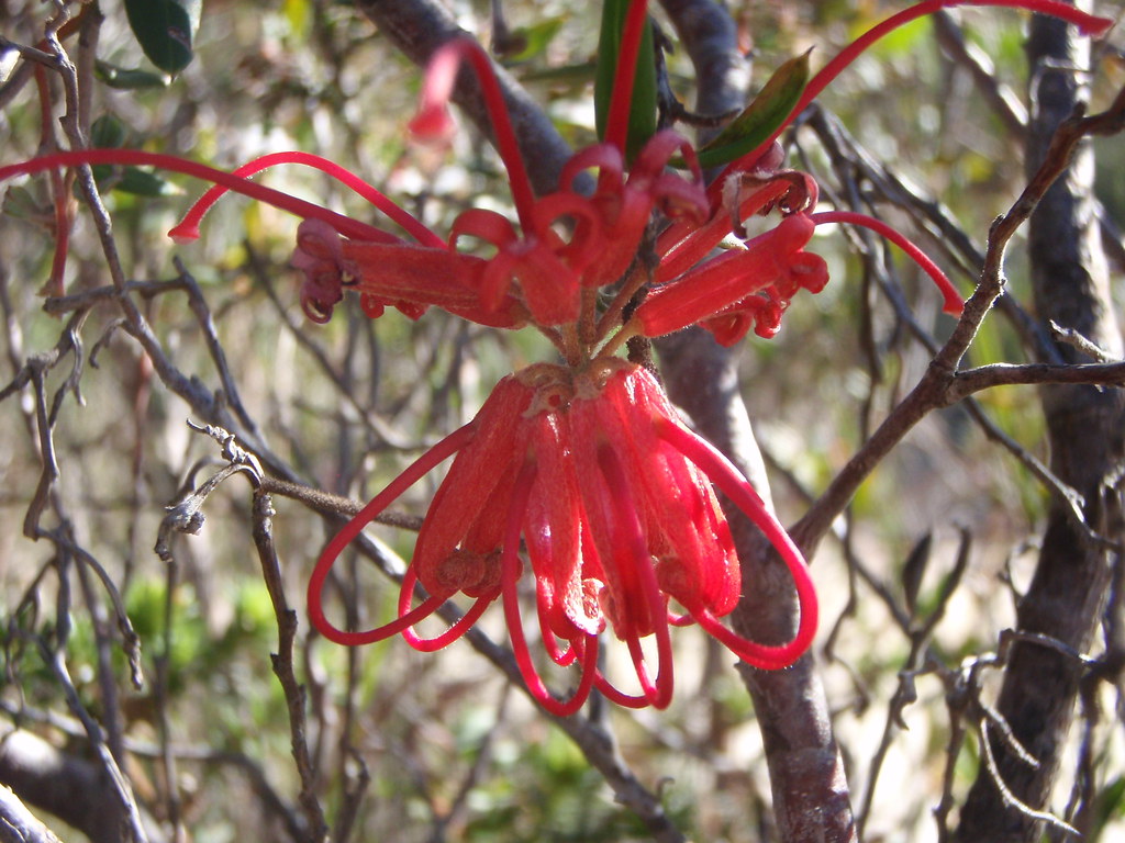 Grevillea speciosa (Red spider flower)
