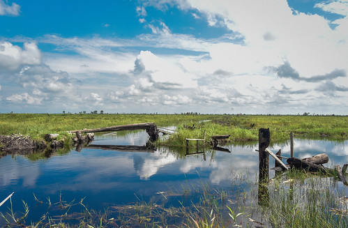 grasses grasslands peatlands water waterresources aquaticenvironment swamps wetlands kabupatenindragirihulu riau indonesia id