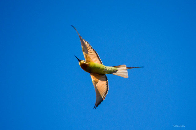 Olive Bee Eater / Madagascar Bee Eater