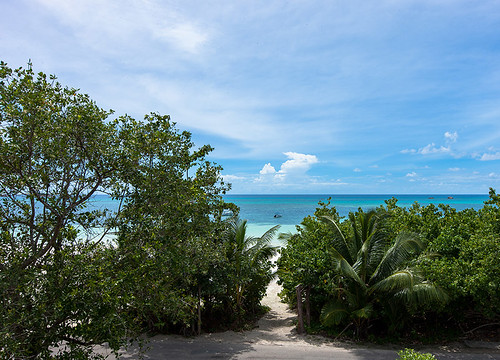 Hirondelleraslin_Seychelles