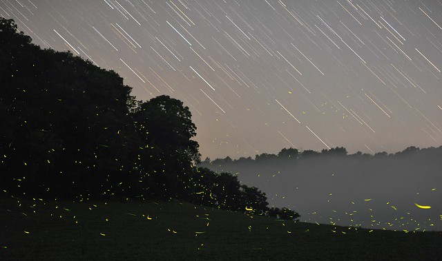 Stars and Fireflies