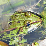 Teichfrosch (Edible Frog, Pelophylax esculentus)