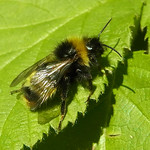 Männliche Wald-Kuckuckshummel (Forest Cuckoo Bee, Bombus sylvestris)