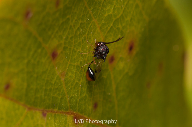 Ant obligate parasitic wasp (Family: Eucharitidae)