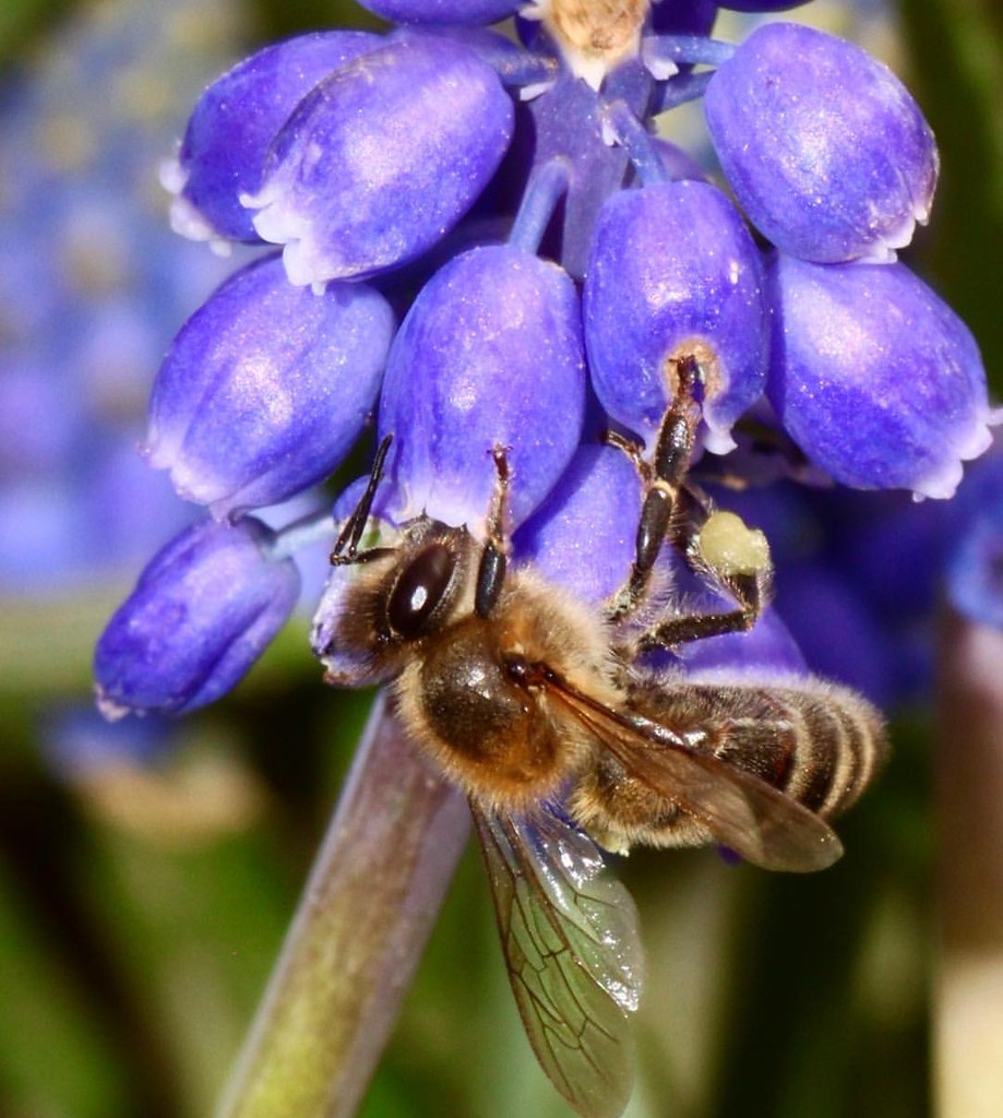 Anatolian honey bee - bee breed
