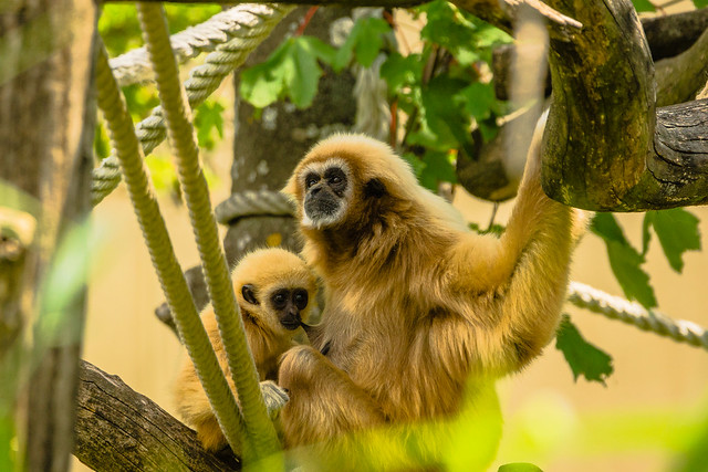 Gibbon mama with child