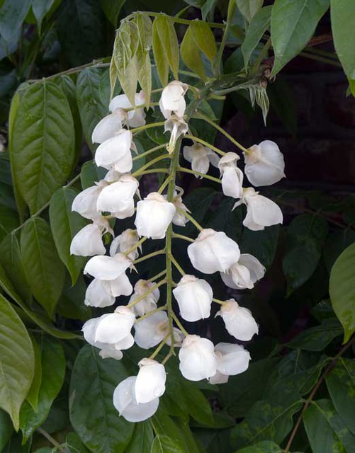 4638 White wisteria