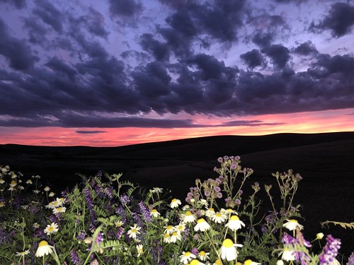 sunset palouse pullman night flowers fields clouds
