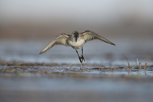 Bécasseau semi-palmé / Semi-palmated sandpiper | by Simon Théberge